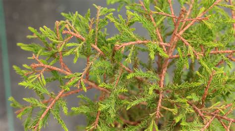 Taxodium Distichum Rapid Sport Bald Cypress Conifer Kingdom