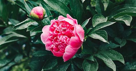 Peony Growth Stages A Comprehensive Guide Gardener Craze