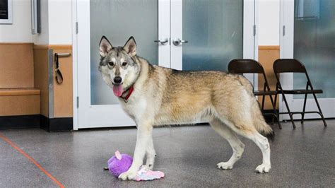 Abandoned Dog May Be Part Wolf What The Potter League Is Doing