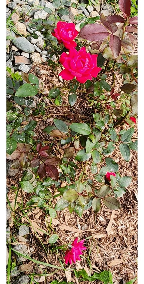 Double Knock Out Roses With Brown Leaf Spots Halp Rplantclinic