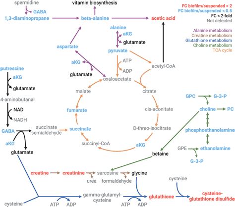 Metabolic Pathway Map Displaying Significant Metabolite Quantity Download Scientific Diagram