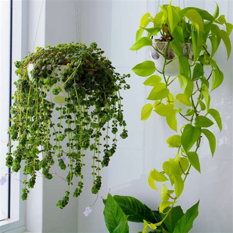 4 Low-Maintenance Indoor Hanging Plants to Decorate Your Office