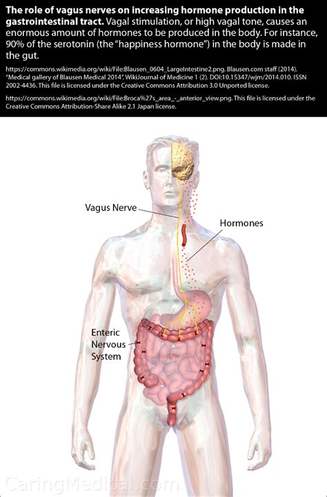 Cervical Nerves Function