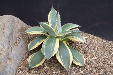Agave (44 billeder): hvordan ser en plante ud? Er det en kaktus eller ...