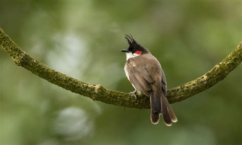 Red Whiskered Bulbul