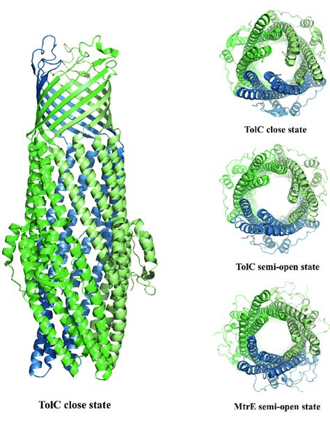 Structures Of The Components Of Tripartite Efflux Pumps From