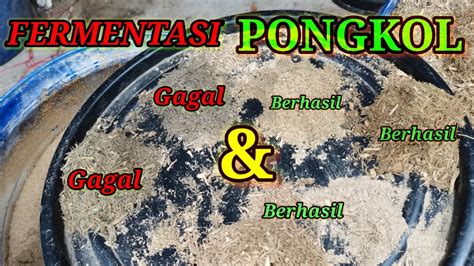 Fermentasi Pongkol Gagal Dan Berhasil YouTube