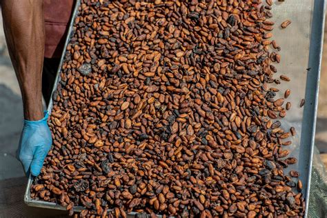 Accueil Plateforme Ivoirienne Pour Le Cacao Durable