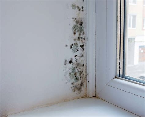 Identify And Prevent Damp Mould And Condensation In Your Property