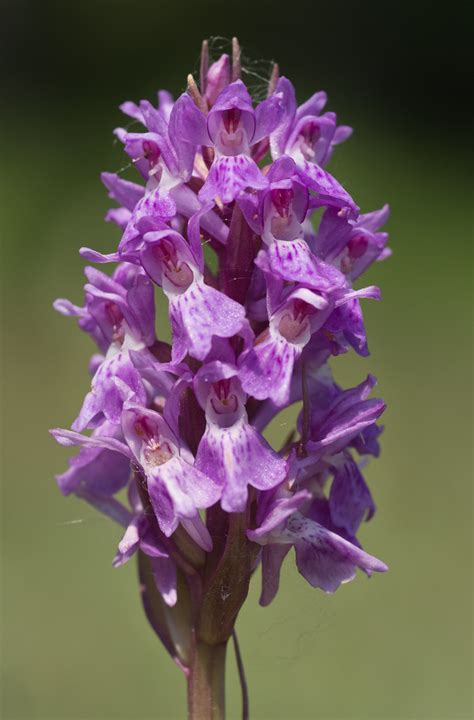 Early Marsh Orchid Possibly A Dactylorhiza Incarnata Stei Flickr