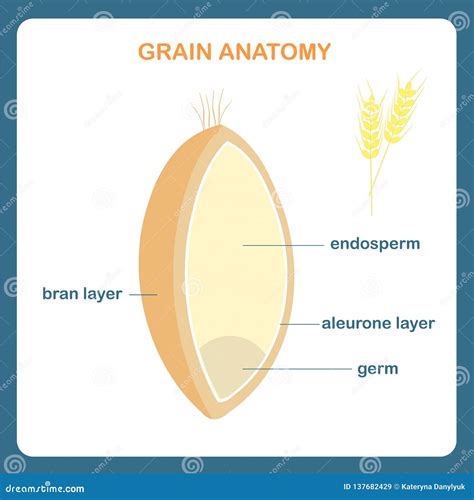 Esquema De La Anatom A Del Grano Enrruelle El Grano Endospermo Capa