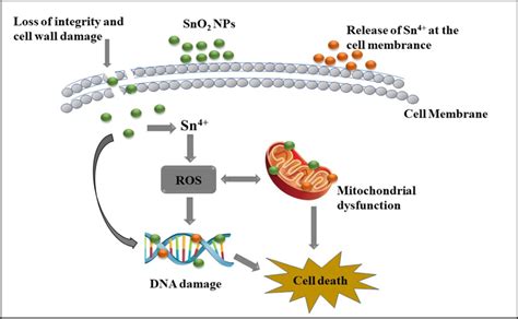 Mechanism Of Antibacterial Activity Of Biosynthesized SnO2