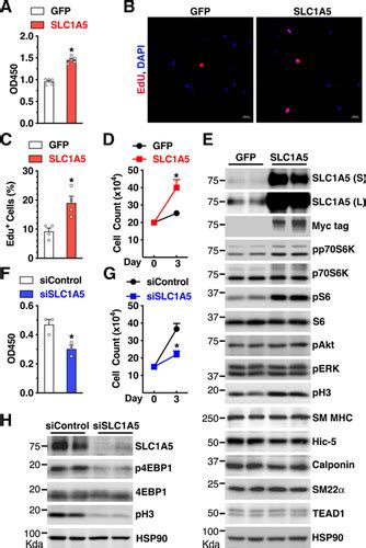 Tead1 Tea Domain Transcription Factor 1 Promotes Smooth Muscle Cell Proliferation Through