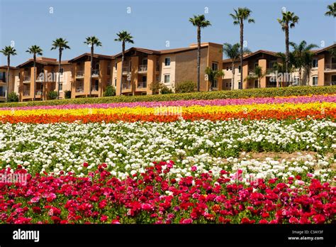 Carlsbad Flower Fields Stock Photo - Alamy