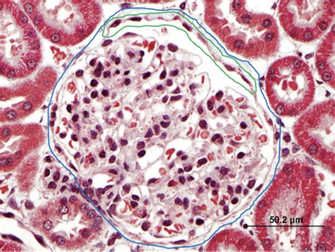 Histology Labs Flashcards Quizlet