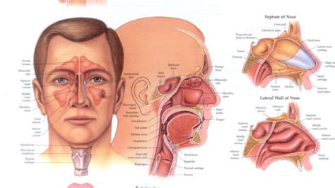 Ear Nose And Throat Diagram - Wiring Diagram