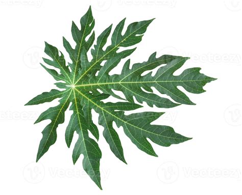 Green Leaf Of Papaya Isolated On Transparent Background Png File