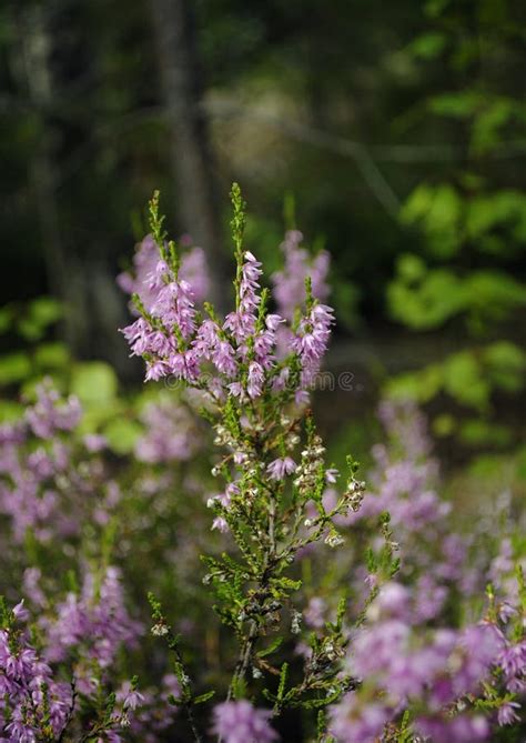 El Color De Malva Florece El Brezo En Fondo Verde Del Bosque Primer