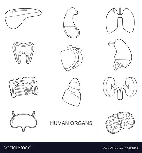 Human Organs In Outline Style Icons Set Royalty Free Vector