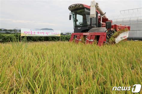 벼 재배면적 5년 내 618만ha까지 감축폭락한 쌀값은 올해 11 이상 인상 네이트 뉴스