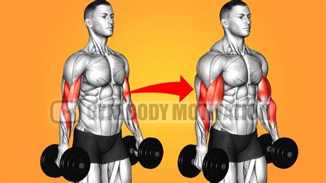 Build Huge Biceps With 6 Best Exercises Youtube