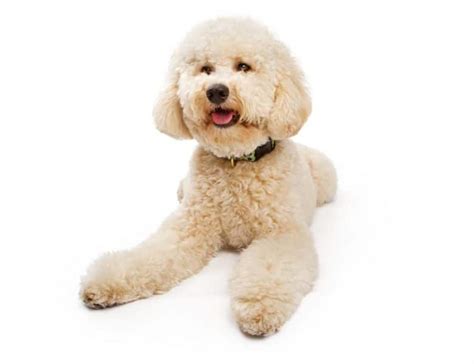 9 Labradoodle Haircuts: Which Hairstyle is Best for Your Pet? - K9 Web