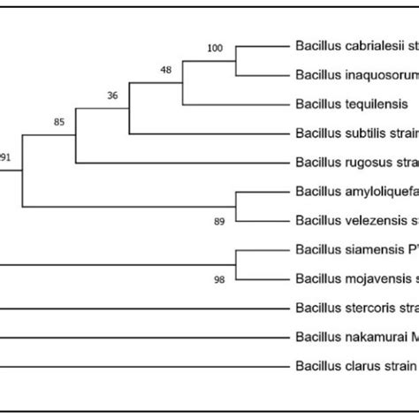 Phylogenetic Tree Of Bacillus Mojavensis Rhpr20 Download Scientific