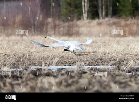 Whooper Swan Taking Off From Grassy Field Stock Photo Alamy