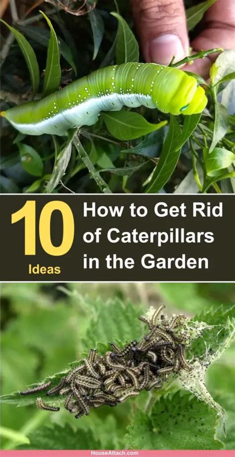 How To Get Rid Of Caterpillars From Your Garden