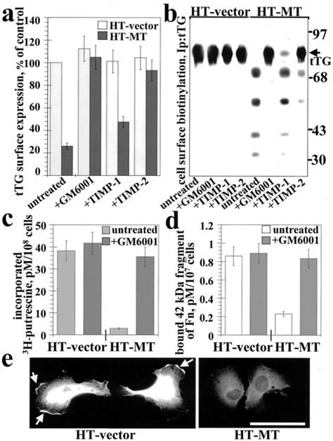 Proteolytic Degradation By Mt1 Mmp Destroys Enzymatic And Coreceptor