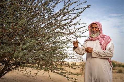 Saudi Arabia Strives To Regreen Desert To Tackle Drought And Land