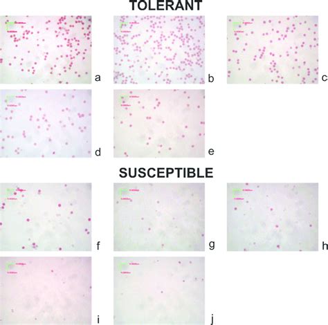 Pollen Viability Assay Of Heat Tolerant And Heat Susceptible Tomato Download Scientific Diagram