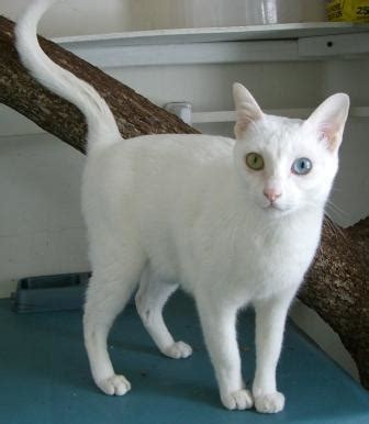 Khao Manee Cat Info, History, Personality, Care, Kittens, Pictures