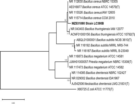 Phylogenetic Tree Of Bacillus Sp LC390B Dendrogram Construction Was