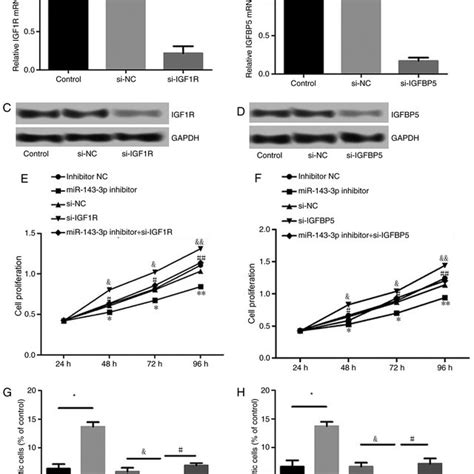 Effect Of Igf R Or Igfbp Suppression On Cell Growth And Apoptosis