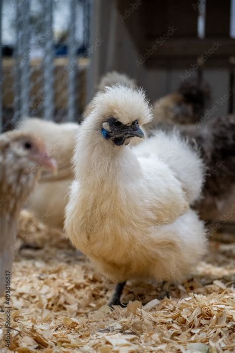 Silkie Chicken Zijdehoen Nl Or Chinese Silk Chicken With A