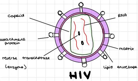 Prokaryotic Cells And Viruses Flashcards Quizlet