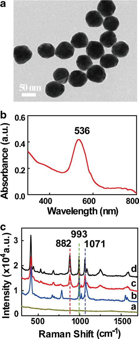 A Typical Tem Image Of Aunp Mpbape Nanoprobe The Scale Bar