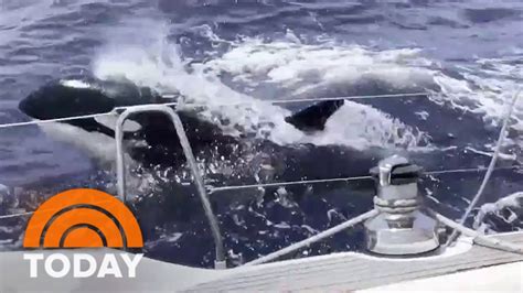 Orcas Sink 3 Boats Off Portugal And Spain Damage Dozens Others YouTube