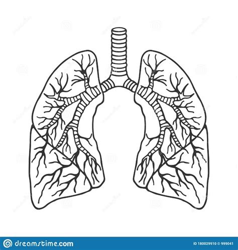 Human Lungs in Detail. Anatomy. Eps10 Vector Stock Illustration. Hand ...