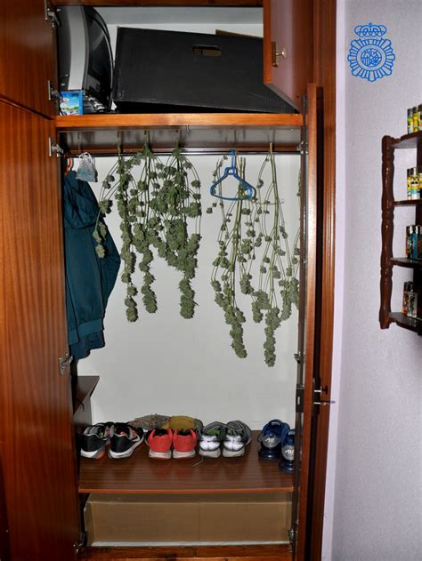 Desmantelada Una Plantaci N Indoor De Marihuana En Una Vivienda De