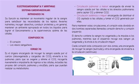 Electrocardiograma Y Arritmias Udocz The Best Porn Website