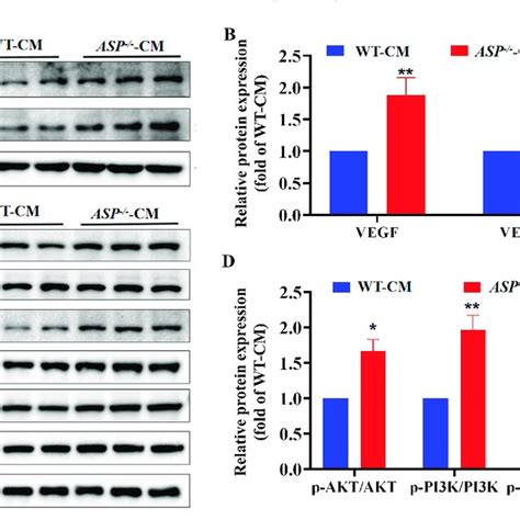 Asp Knockout Enhances Vegfvegfr2 And Pi3kaktenos Signaling In Vitro