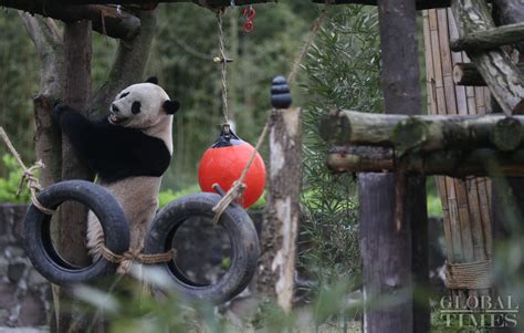 The US Born Giant Panda Baobao Makes Official Debut In Southwest China