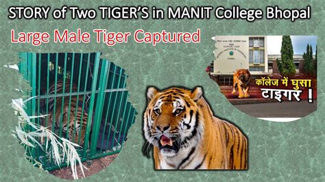 Story Of 2 Tigers Who Entered Manit College Bhopal Tiger Captured