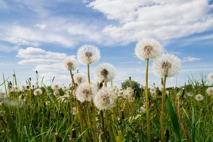 Eczéma atopique plantes médicinales et nutrition