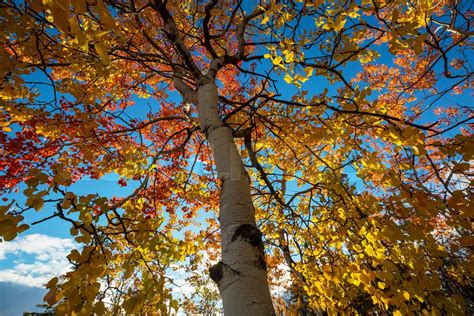 Autumn Tree Stock Image Colourbox