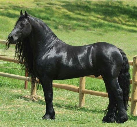 Black beauty | Horses, Majestic animals, Beautiful horses