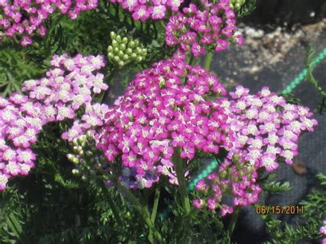 Achillea Millefolium Oertels Rose The Site Gardener