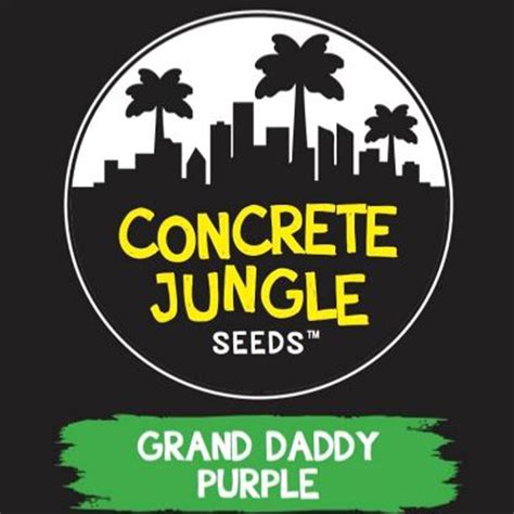 Grandaddy Purp Concrete Jungle Seeds FEM | Original Seeds Store